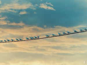 Preview wallpaper seagulls, birds, wire, sky