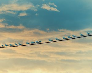 Preview wallpaper seagulls, birds, wire, sky