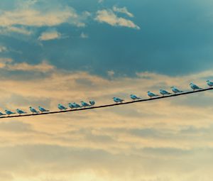 Preview wallpaper seagulls, birds, wire, sky