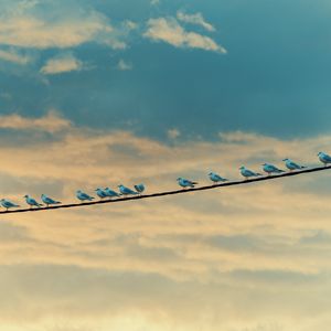 Preview wallpaper seagulls, birds, wire, sky