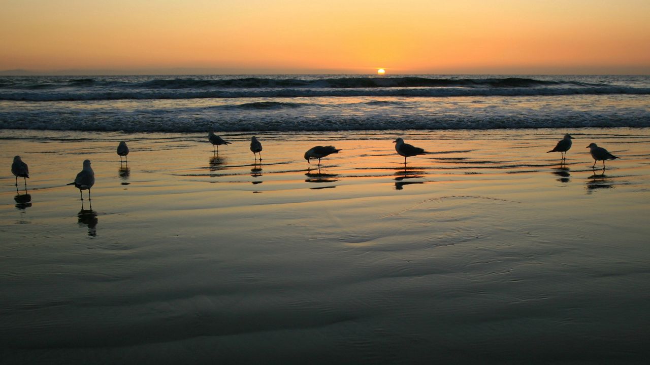 Wallpaper seagulls, evening, sand, wet