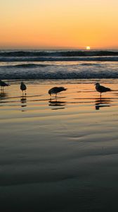 Preview wallpaper seagulls, evening, sand, wet