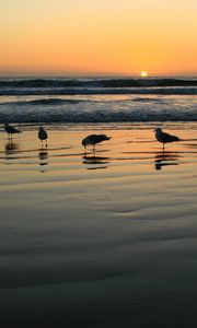 Preview wallpaper seagulls, evening, sand, wet