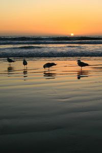 Preview wallpaper seagulls, evening, sand, wet