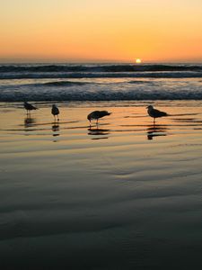 Preview wallpaper seagulls, evening, sand, wet