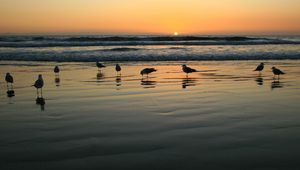 Preview wallpaper seagulls, evening, sand, wet