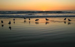 Preview wallpaper seagulls, evening, sand, wet