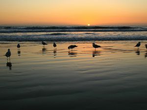 Preview wallpaper seagulls, evening, sand, wet