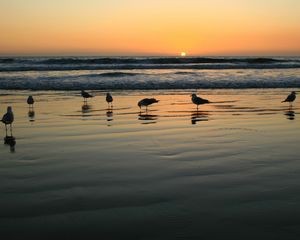 Preview wallpaper seagulls, evening, sand, wet