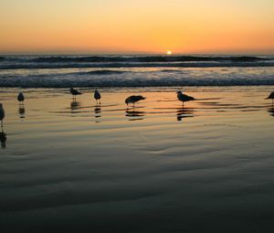 Preview wallpaper seagulls, evening, sand, wet