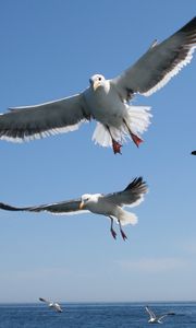 Preview wallpaper seagulls, flying, sea, sky