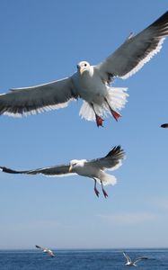 Preview wallpaper seagulls, flying, sea, sky