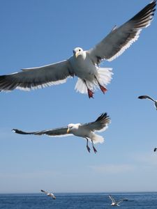 Preview wallpaper seagulls, flying, sea, sky