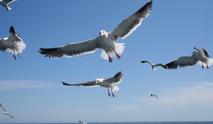 Preview wallpaper seagulls, flying, sea, sky