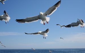 Preview wallpaper seagulls, flying, sea, sky