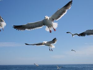 Preview wallpaper seagulls, flying, sea, sky