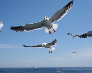 Preview wallpaper seagulls, flying, sea, sky