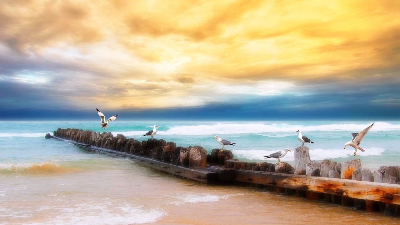 Wallpaper seagulls, logs, birds, coast, sea, sky, yellow, blue, beach, horizon