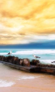 Preview wallpaper seagulls, logs, birds, coast, sea, sky, yellow, blue, beach, horizon