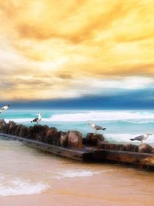 Preview wallpaper seagulls, logs, birds, coast, sea, sky, yellow, blue, beach, horizon