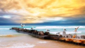 Preview wallpaper seagulls, logs, birds, coast, sea, sky, yellow, blue, beach, horizon