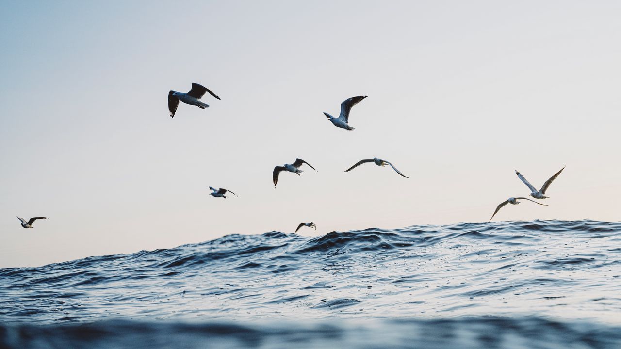 Wallpaper seagulls, ocean, waves, minimalism