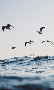 Preview wallpaper seagulls, ocean, waves, minimalism