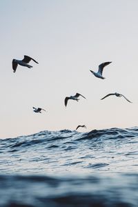 Preview wallpaper seagulls, ocean, waves, minimalism