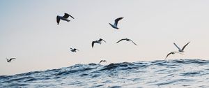 Preview wallpaper seagulls, ocean, waves, minimalism