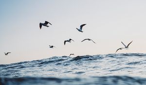 Preview wallpaper seagulls, ocean, waves, minimalism