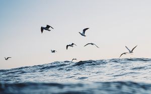 Preview wallpaper seagulls, ocean, waves, minimalism