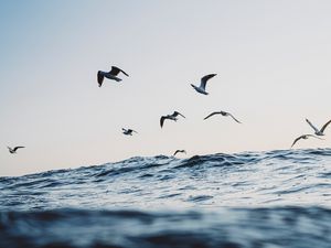 Preview wallpaper seagulls, ocean, waves, minimalism