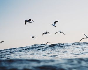 Preview wallpaper seagulls, ocean, waves, minimalism