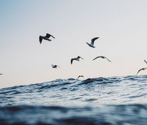 Preview wallpaper seagulls, ocean, waves, minimalism