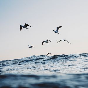 Preview wallpaper seagulls, ocean, waves, minimalism