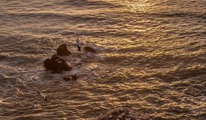 Preview wallpaper seagulls, rocks, sunset, horizon