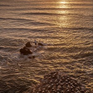 Preview wallpaper seagulls, rocks, sunset, horizon