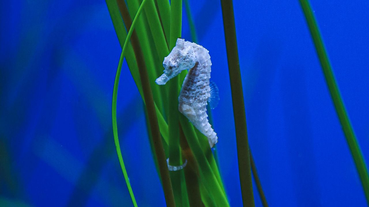 Wallpaper seahorse, algae, underwater, water, macro