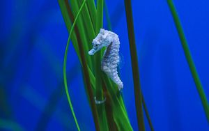 Preview wallpaper seahorse, algae, underwater, water, macro