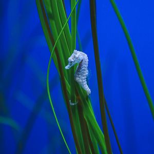 Preview wallpaper seahorse, algae, underwater, water, macro
