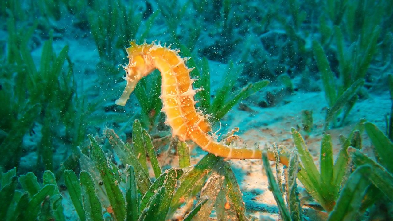 Wallpaper seahorse, underwater, swim