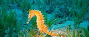Preview wallpaper seahorse, underwater, swim