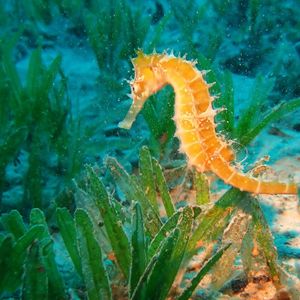 Preview wallpaper seahorse, underwater, swim