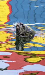 Preview wallpaper seal, animal, cute, water