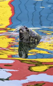 Preview wallpaper seal, animal, cute, water