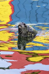 Preview wallpaper seal, animal, cute, water