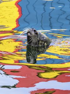 Preview wallpaper seal, animal, cute, water