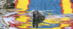 Preview wallpaper seal, animal, cute, water