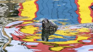 Preview wallpaper seal, animal, cute, water