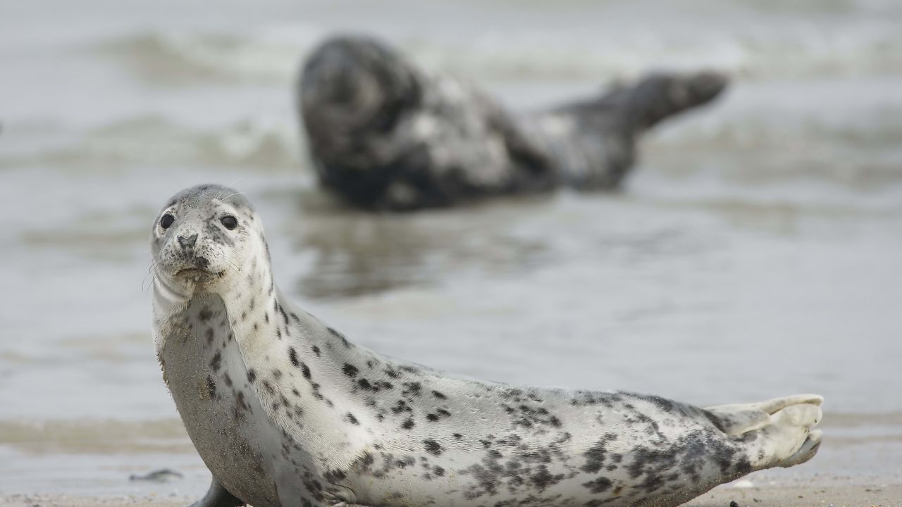 Wallpaper seal, animal, mammal, motion blur